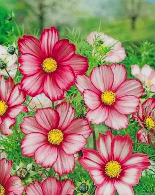 Garden Cosmos Flowers Painting By Numberss.png