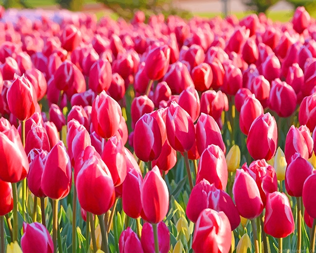 Garden Pink Tulips Flowers Painting By Numbers.png