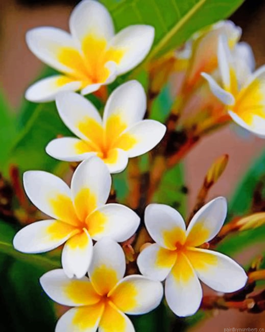 Gardenia Taitensis Flowers Painting By Numberss.png