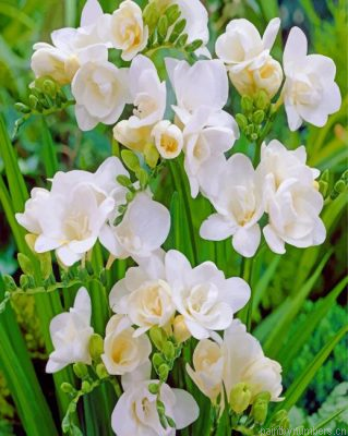 Gardenias Flowering Painting By Numbers.png