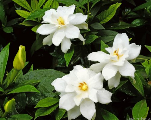 Gardenias Flowers Painting By Numberss.png