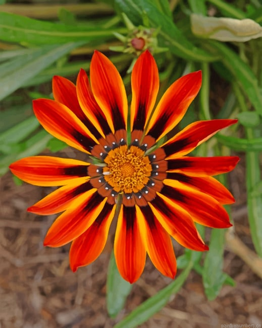 Gazania Daisies Painting By Numberss.png