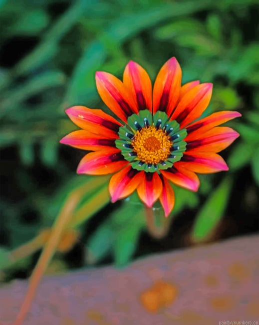Gazania Painting By Numberss.png