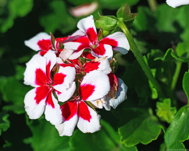 Geraniums Painting By Numbers.png