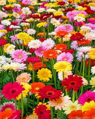 Gerbera Daisy Flowers Painting By Numbers.png