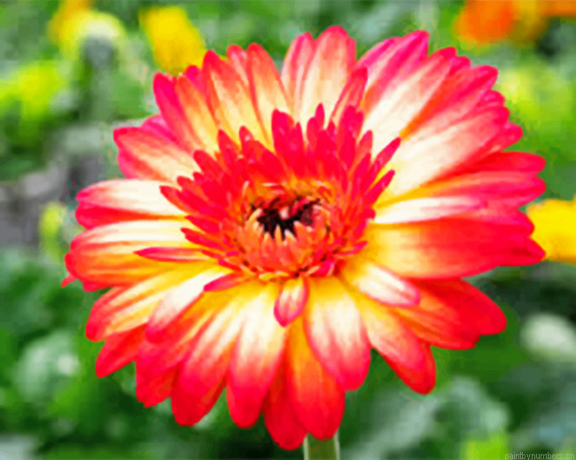 Gerbera Daisy Painting By Numberss.png