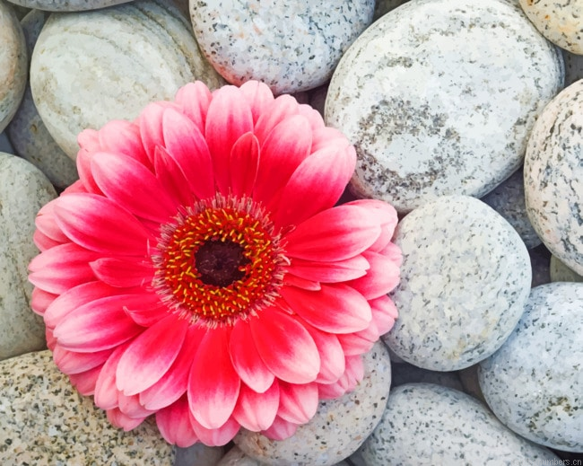 Gerbera Flower On Stones Painting By Numbers.png