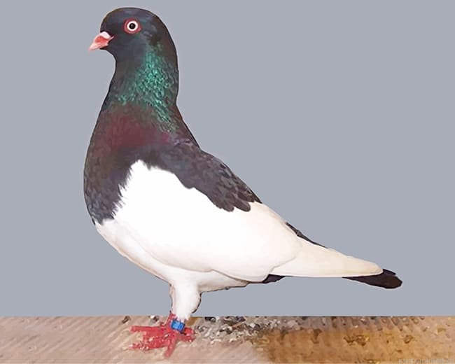 German Magpie Pigeon Birds Painting By Numbers.png