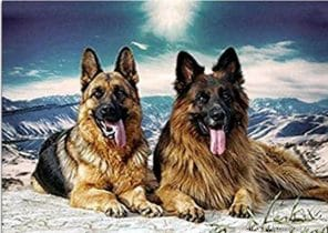 German Shepherd Dogs Painting By Numbers.png
