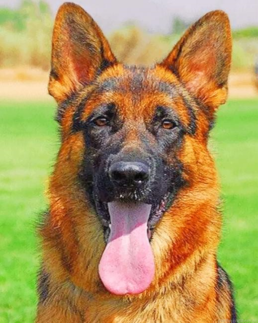 German Shepherd Painting By Numberss.png