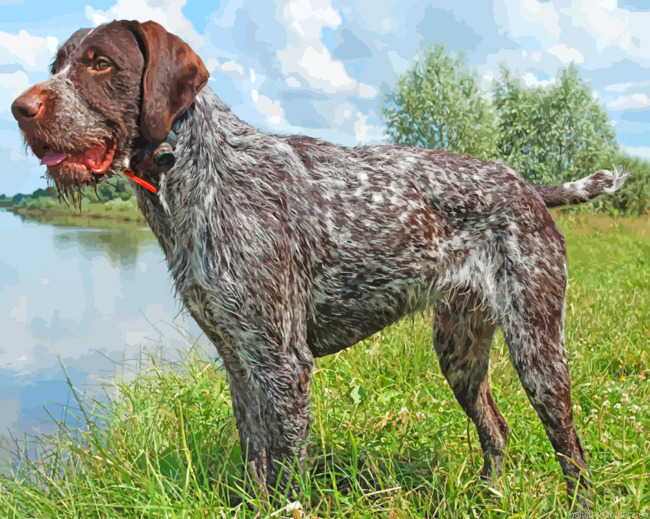 German Wirehaired Pointer Painting By Numbers.png