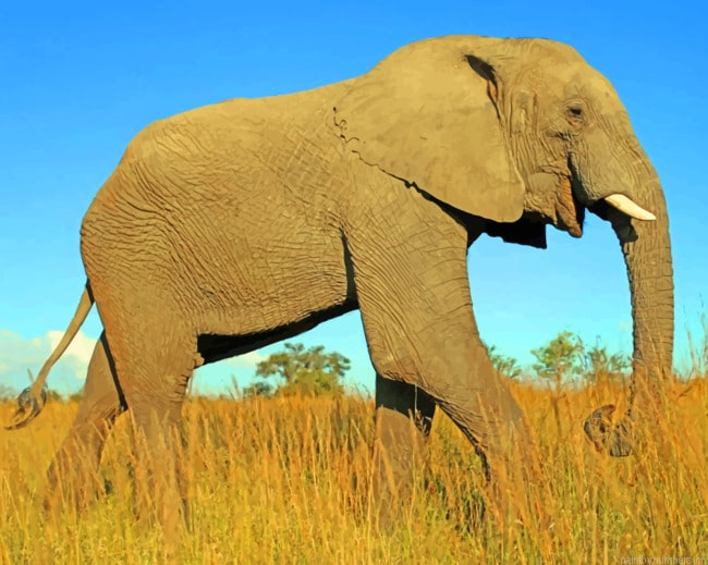 Giant African Elephant Animals Painting By Numbers.png