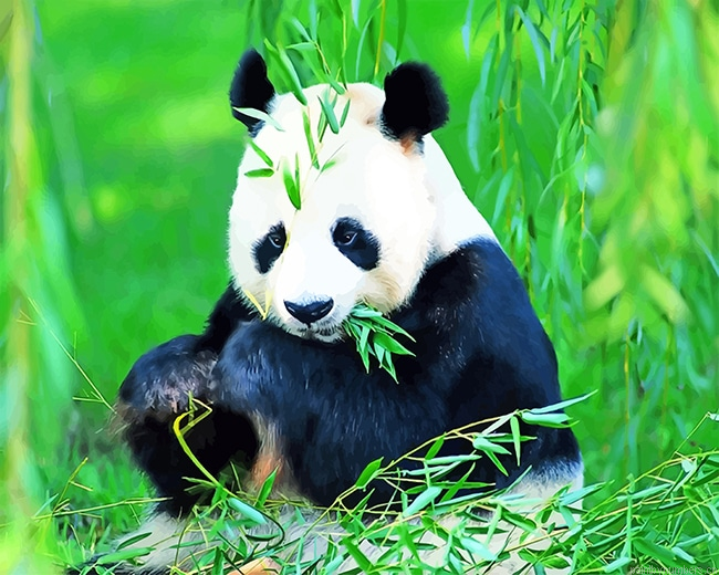 Giant Panda Animal Painting By Numbers.png