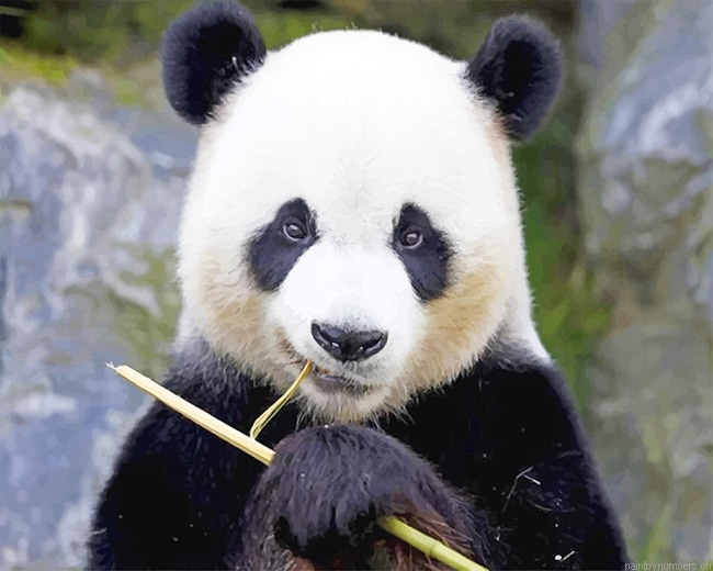 Giant Panda Animals Painting By Numberss.png