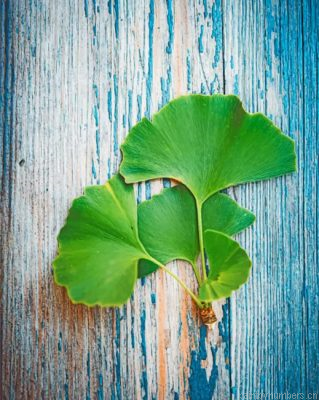 Ginko Leaves Painting By Numbers.png