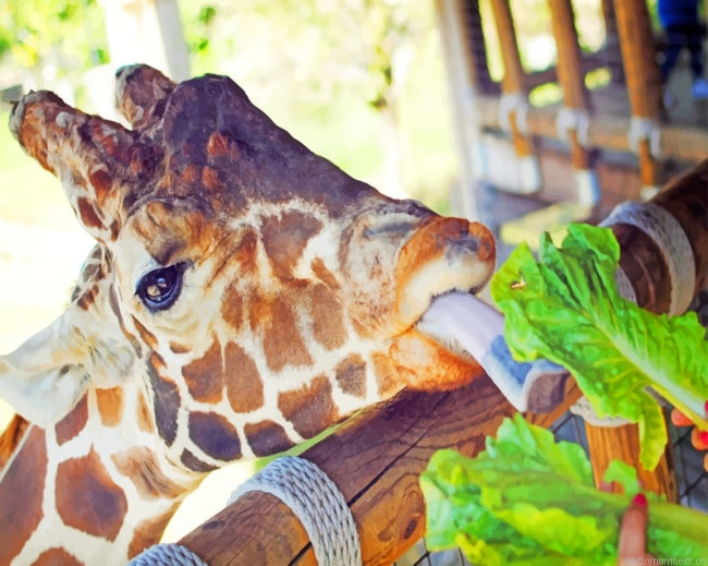 Giraffe Animal In Zoo Painting By Numberss.png