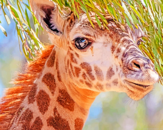 Giraffe Animal With Tree Leaves Animals Painting By Numberss.png