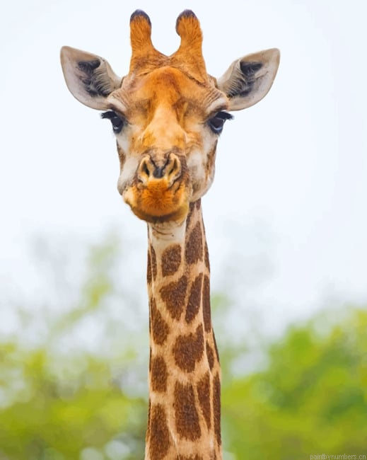 Giraffe Face Animals Painting By Numberss.png