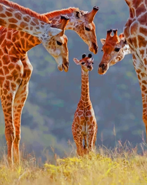 Giraffe Family Animals Painting By Numberss.png