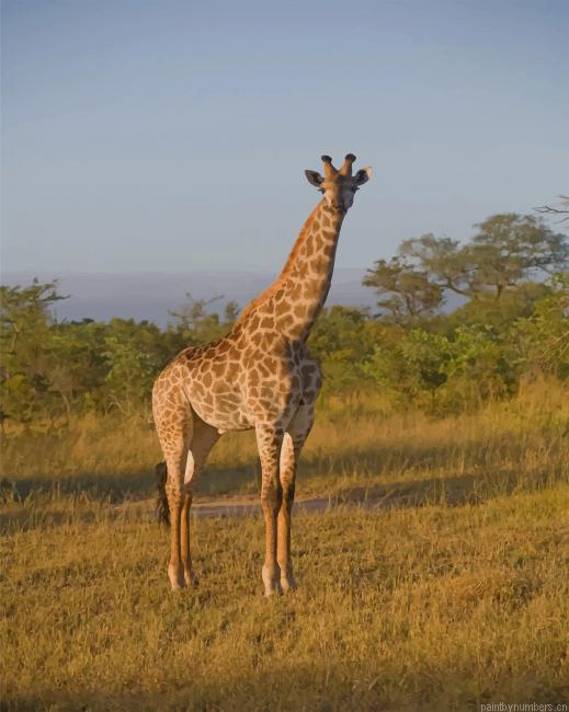Giraffe On Safari Animals Painting By Numberss.png