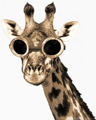 Giraffe With Sunglasses Painting By Numbers.png