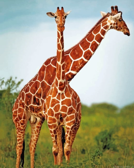 Giraffes Miami Zoo Animals Painting By Numberss.png
