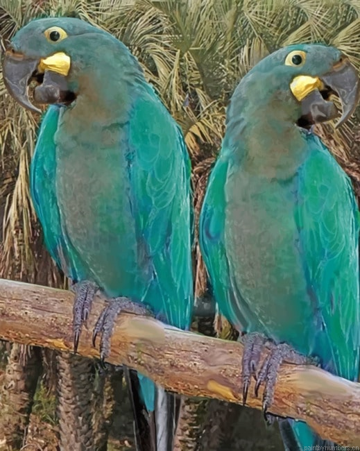 Glaucous Macaw Birds Painting By Numberss.png