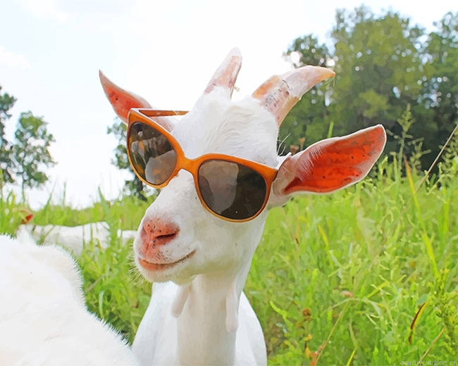 Goat Sunglasses Animals Painting By Numberss.png