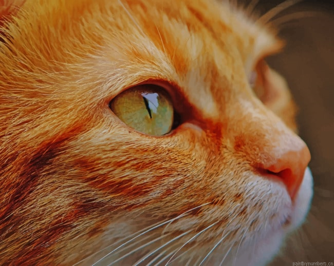 Golden Cat Glance Animals Painting By Numberss.png