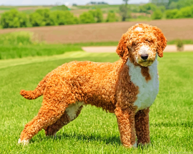 Golden Doodle Puppy Painting By Numbers.png