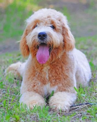 Golden Doodles Painting By Numbers.png