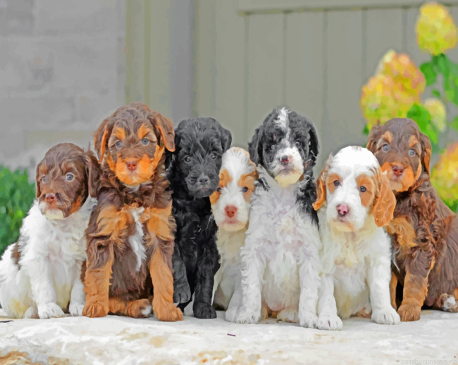 Golden Dooodles Puppies Painting By Numbers.png