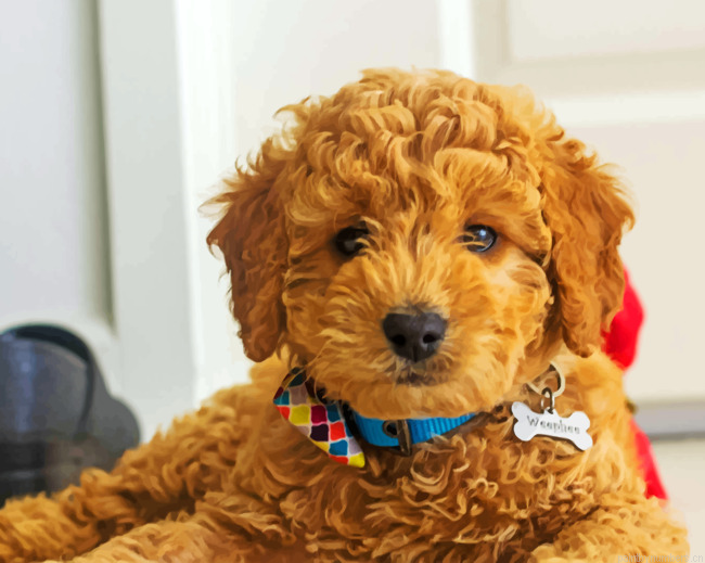 Golden Dooodles Puppy Painting By Numbers.png