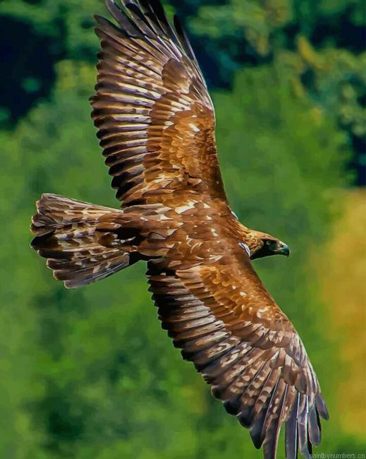 Golden Eagle Birds Painting By Numberss.png