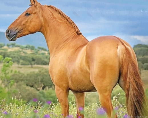 Golden Lusitano Horse Animals Painting By Numberss.png