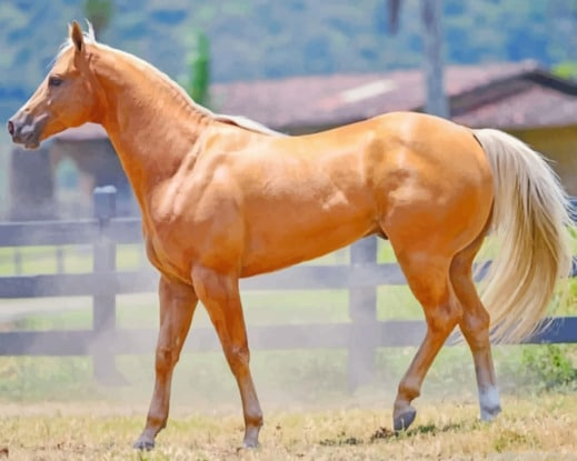 Golden Palomino Quarter Horse Animals Painting By Numberss.png