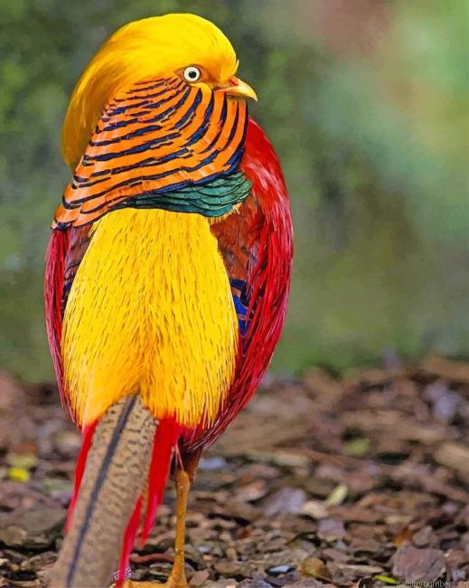 Golden Pheasant Bird Painting By Numbers.png