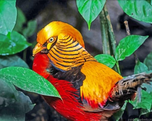 Golden Pheasant Painting By Numbers.png