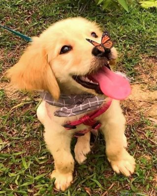 Golden Retriever And Butterfly Painting By Numbers.png