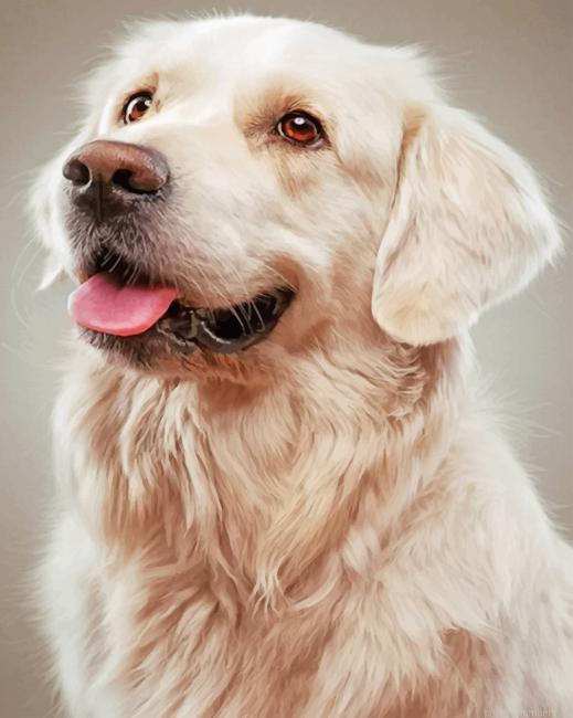 Golden Retriever Dog Painting By Numberss.png