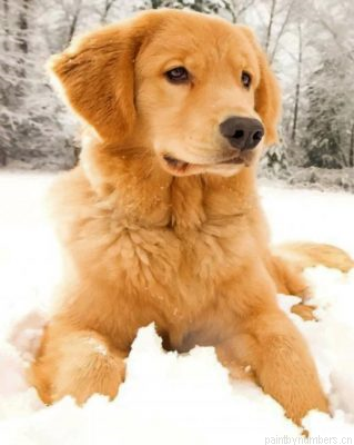 Golden Retriever In The Snow Painting By Numbers.png