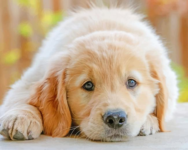 Golden Retriever Puppy Dogs Painting By Numberss.png