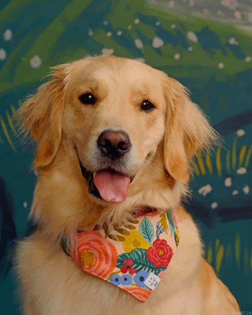 Golden Retriever Wearing Scarf Animals Painting By Numberss.png