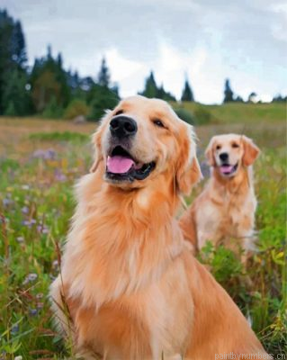 Golden Retrievers Painting By Numbers.png