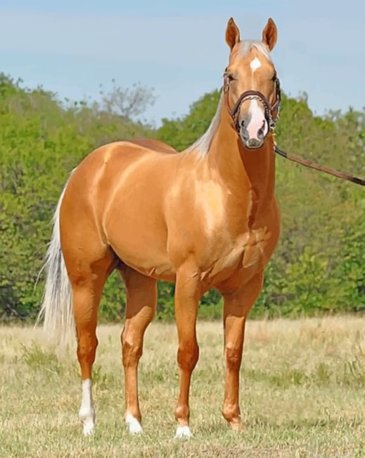 Golden Stallion Horse Animals Painting By Numberss.png