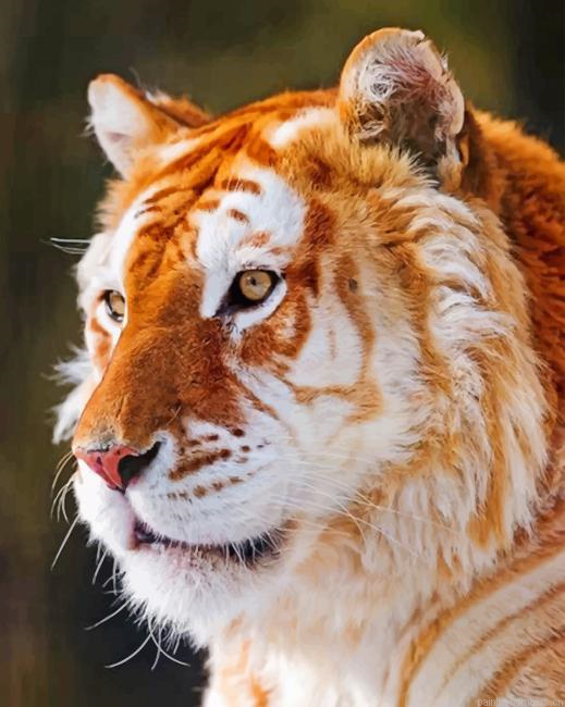 Golden Tiger Animals Painting By Numberss.png