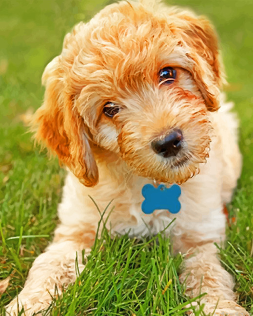 Goldendoodle Painting By Numbers.png