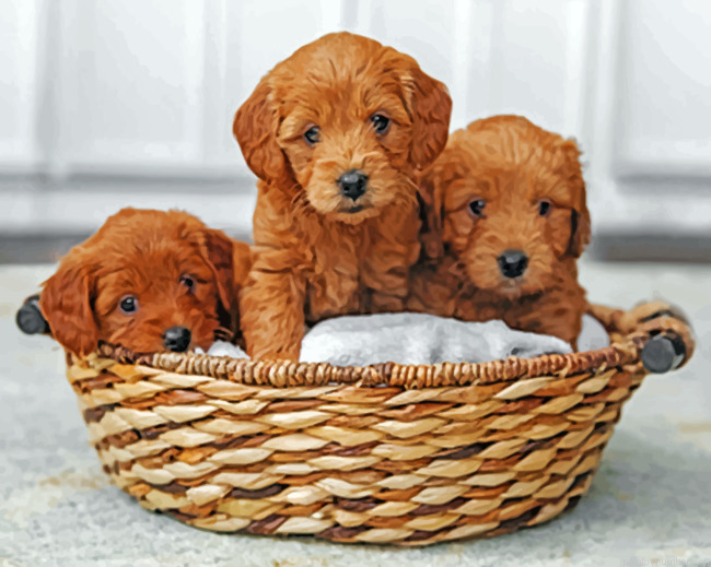 Goldendoodle Puppies Painting By Numbers.png