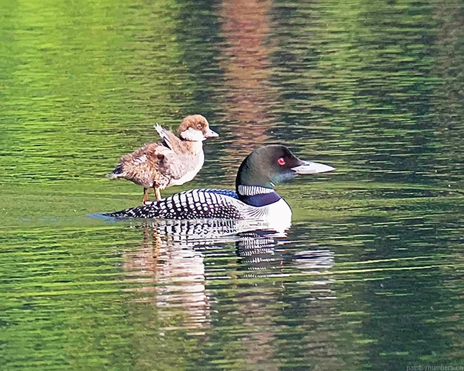 Goldeneye Duckling Birds Painting By Numbers.png