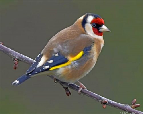 Goldfinch Bird Painting By Numbers.png